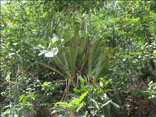 Pict7574 Bromeliad Barbeque Bottom Cockpit Country Jamaica