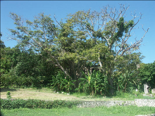 Pict8460 Tree And Ruin Hopewell Jamaica