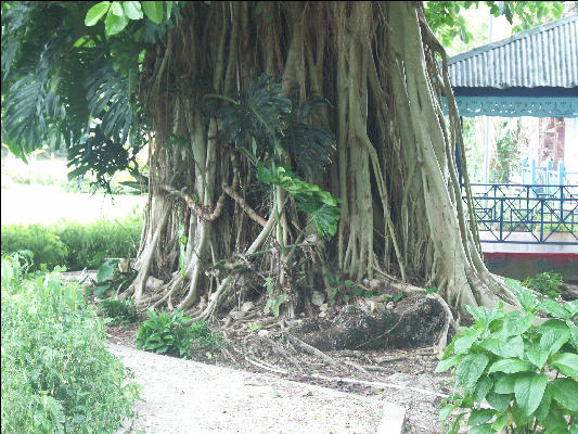 Pict7916 Guano And Fig Intertwined Roaring River Jamaica 