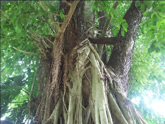 Pict7921 Guano And Fig Intertwined Roaring River Jamaica 