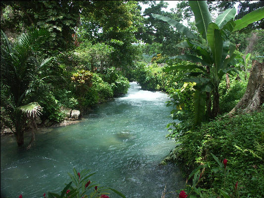 Pict7938 Roaring River Jamaica 