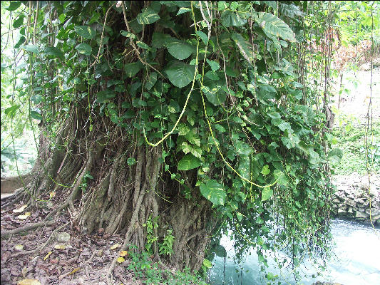 Pict7943 Philodendron Roaring River Jamaica 