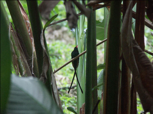 Pict7961 Doctor Bird Roaring River Jamaica 