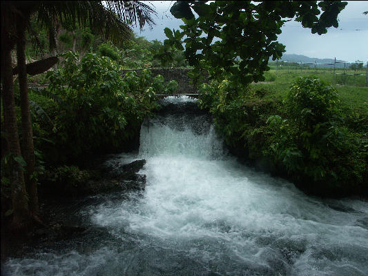 Pict7962 Roaring River Jamaica 