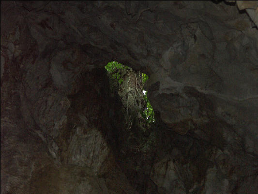 Pict7983 Ventilation In Cave Roaring River Jamaica 