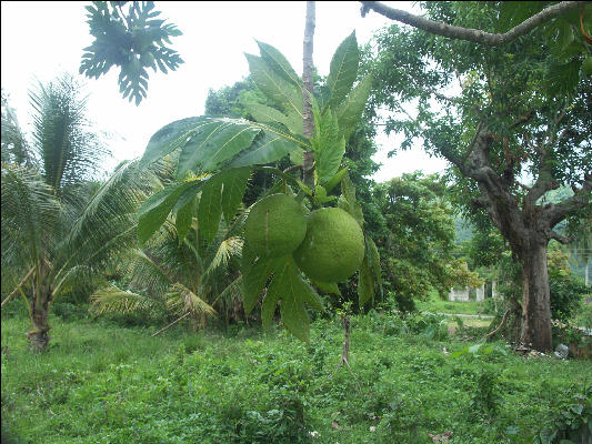 Pict8030 Breadfruit Roaring River Jamaica 