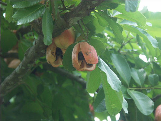 Pict8045 Ackee Roaring River Jamaica 