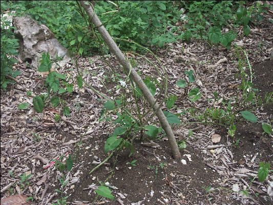 Pict8077 Yam On Pole Roaring River Jamaica 