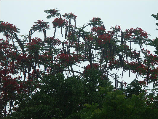 Pict8089 Cockpit Tree Polonea Roaring River Jamaica 