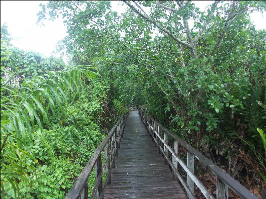 Pict8123 Boardwalk View Royal Palm Reserve Negril Jamaica 