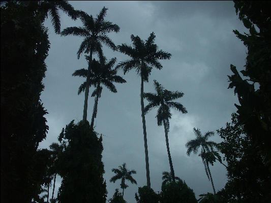 Pict8134 Palm Trees Royal Palm Reserve Negril Jamaica 