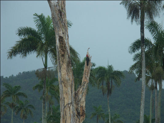 Pict8172 Woodpecker Royal Palm Reserve Negril Jamaica 