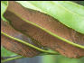 Pict8185 Crab Thatch Giant Fern Closeup Royal Palm Reserve Negril Jamaica Jamaica 