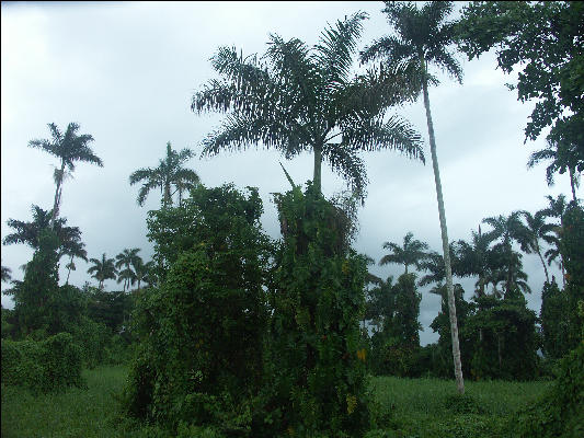 Pict8204 Vine Encased Palms Royal Palm Reserve Negril Jamaica 