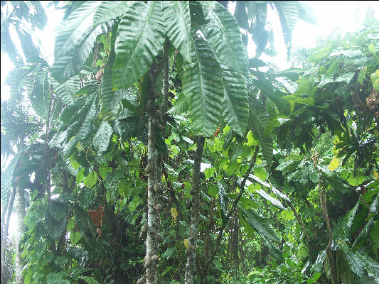 Pict8213 Fruits Royal Palm Reserve Negril Jamaica