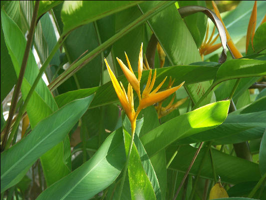 Pict8405 Bird Of Paradise West End Negril Jamaica