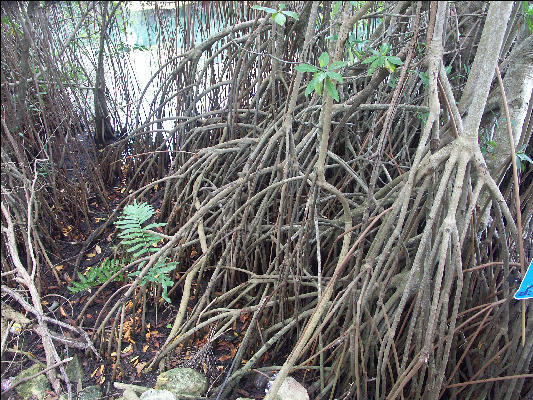 Pict6821 Mangrove Roots Alligator Hole Jamaica