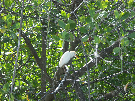 Pict6952 Egret Black River Jamaica