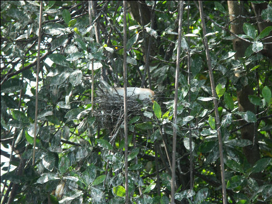 Pict6955 Egret Nesting Black River Jamaica