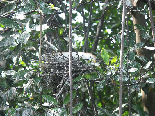 Pict6964 Egret Nesting Black River Jamaica