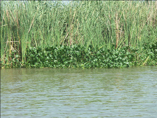 Pict7011 Water Hyacinth Black River Jamaica