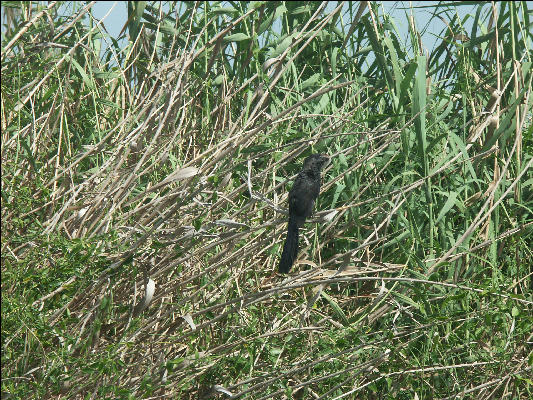 Pict7022 Black Parrot Black River Jamaica