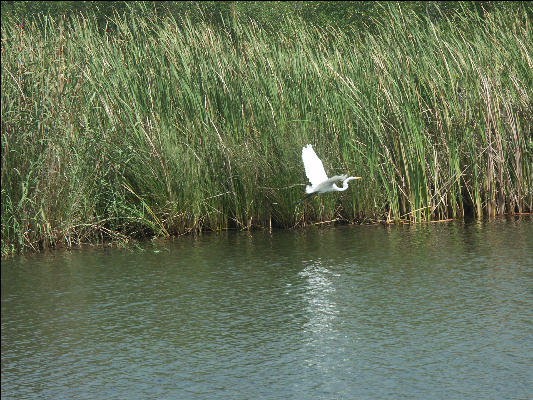 Pict7028 Great Egret Black River Jamaica