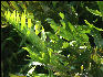 Pict7043 Giant Fern Closeup Black River Black River Jamaica