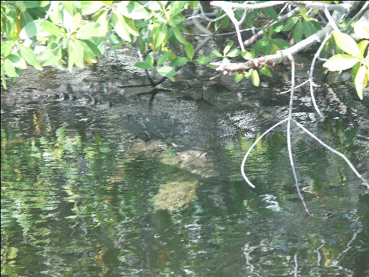 Pict7045 Water Ripples And Crocodile Black River Jamaica