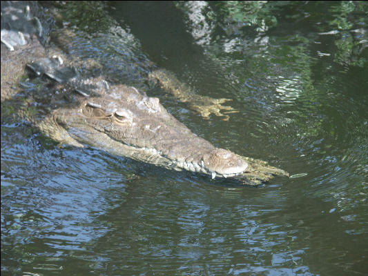 Pict7047 Crocodile Black River Jamaica