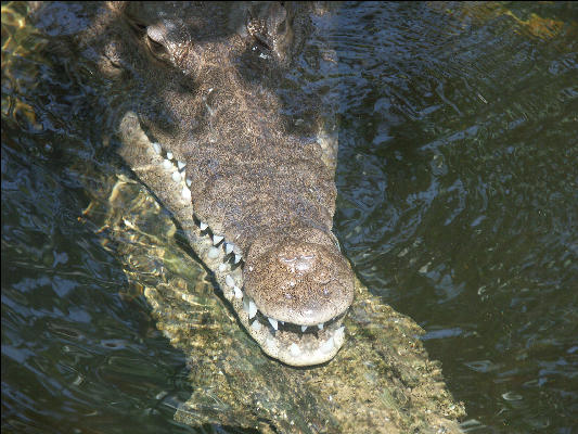 Pict7052 Crocodile Teeth Black River Jamaica