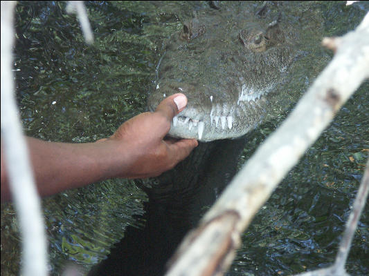 Pict7057 Petting A Crocodile Black River Jamaica