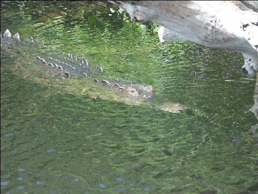 Pict7070 Crocodile Black River Jamaica