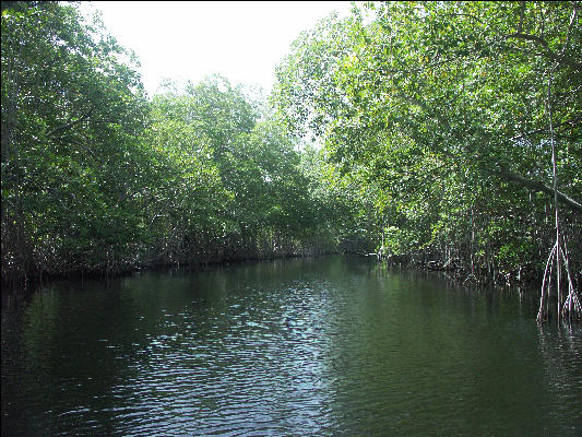 Pict7102 Mangrove Shoreline Black River Jamaica