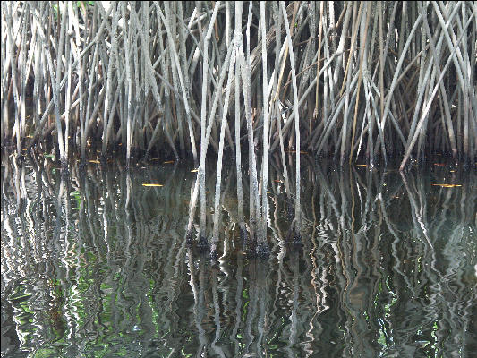 Pict7106 Mangrove Roots Black River Jamaica