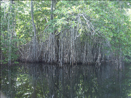 Pict7115 Mangrove Roots Reflection Black River Jamaica