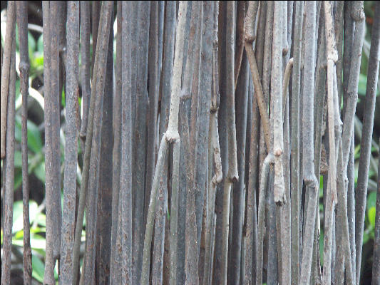 Pict7130 Mangrove Roots Closeup Black River Jamaica