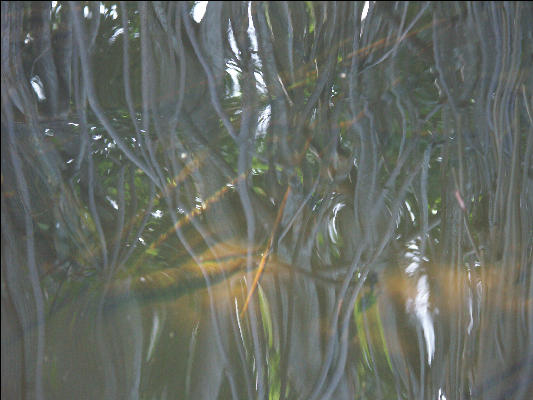 Pict7134 Mangrove Abstract Black River Jamaica