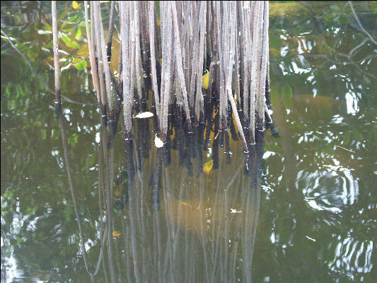 Pict7137 Mangrove Roots In Water Black River Jamaica