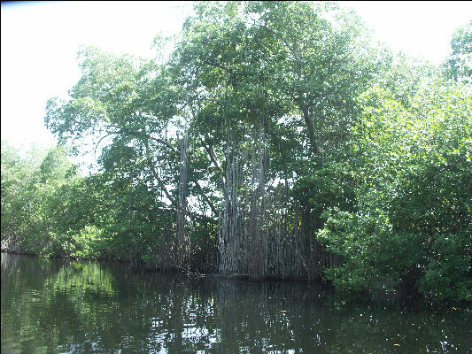 Pict7143 Oldest Mangrove Black River Jamaica