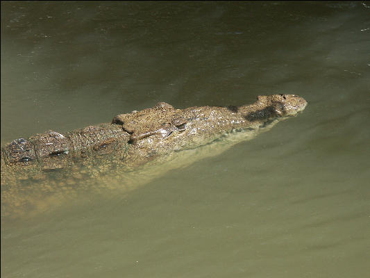 Pict7156 Crocodile Closeup Black River Jamaica