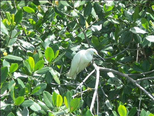 Pict7162 Egret Black River Jamaica