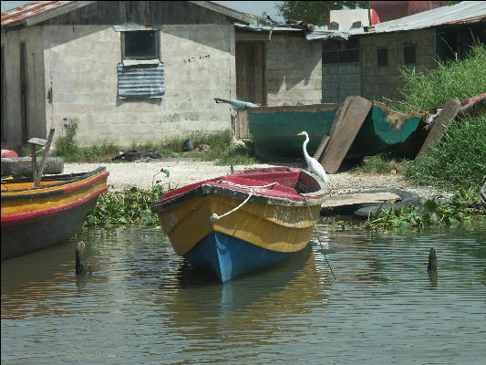 Pict7172 Fishing Boat And Heron Black River Jamaica