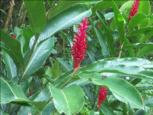 Pict7192 Red Ginger Ys Falls Jamaica