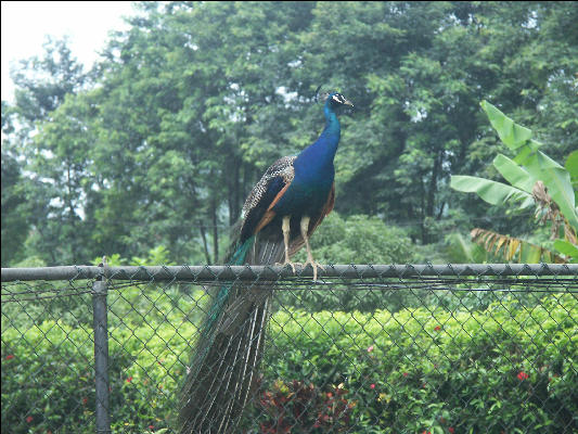 Pict7353 Peacock Appleton Rum Jamaica