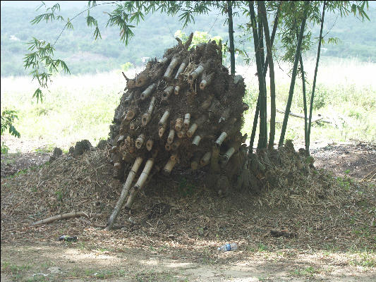 Pict7378 Old Bamboo Road Jamaica