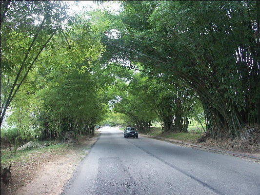 Pict7400 Bamboo Road Jamaica