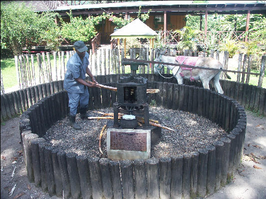 Pict7442 Sugar Cane Press Appleton Rum Jamaica