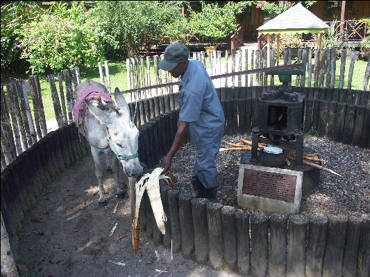 Pict7449 Sugar Cane Press Appleton Rum Jamaica