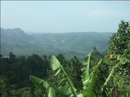 Pict7793 Mountain View Jamaica 